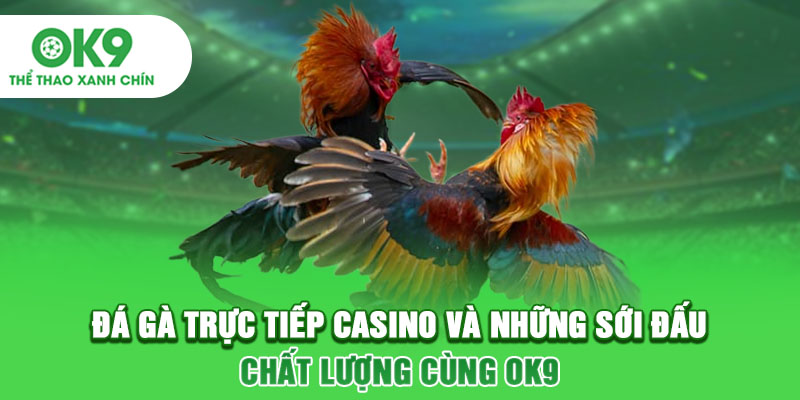 Đá gà trực tiếp casino và những sới đấu chất lượng cùng OK9