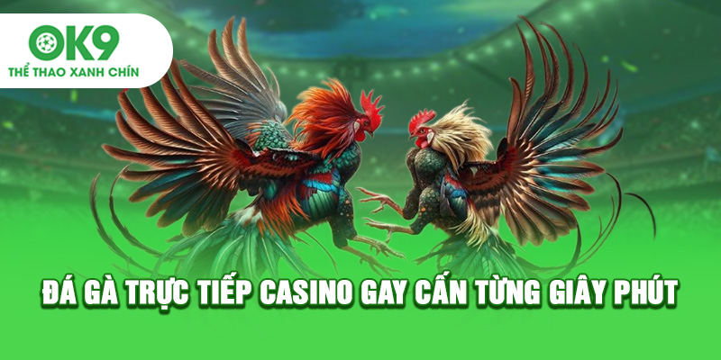 Đá gà trực tiếp casino gay cấn từng giây phút