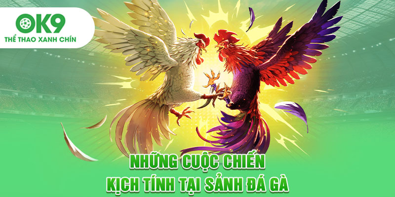 Những cuộc chiến kịch tính tại sảnh đá gà