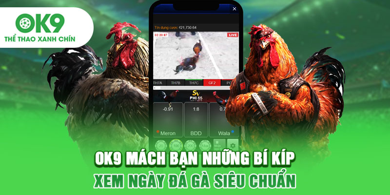 OK9 Mách Bạn Những Bí Kíp Xem Ngày Đá Gà Siêu Chuẩn