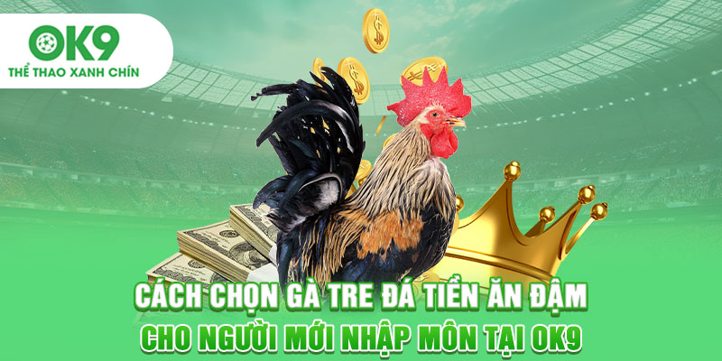 Cách Chọn Gà Tre Đá Tiền Ăn Đậm Cho Người Mới Nhập Môn Tại OK9