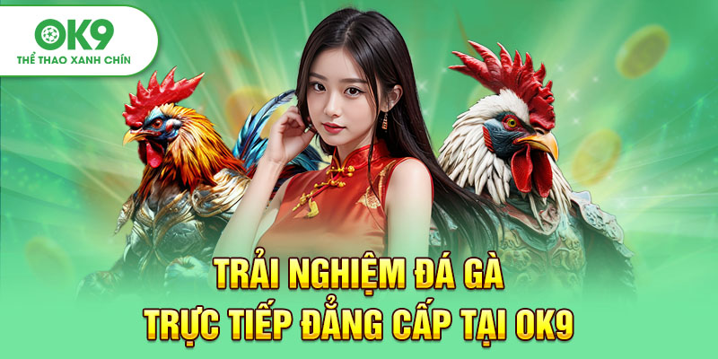 Trải Nghiệm Đá Gà Trực Tiếp Đẳng Cấp Tại OK9