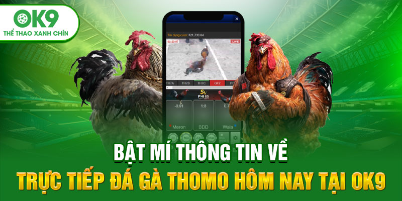 Bật Mí Thông Tin Về Trực Tiếp Đá Gà Thomo Hôm Nay Tại OK9